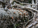 Hypoxylon fuscum image
