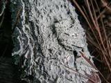 Canoparmelia texana image