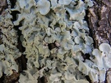 Parmotrema tinctorum image
