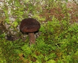 Lactarius lignyotus image