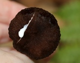 Lactarius lignyotus image