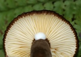 Lactarius lignyotus image