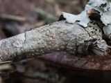 Lecanora hybocarpa image