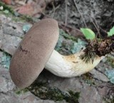 Retiboletus griseus image