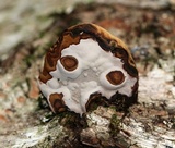 Fomes excavatus image