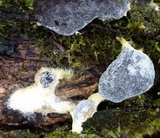 Nectriopsis violacea image