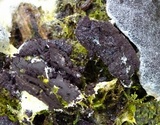 Nectriopsis violacea image
