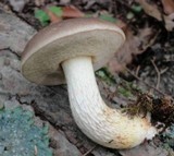 Retiboletus griseus image