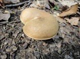 Boletus vermiculosoides image