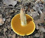Boletus vermiculosoides image