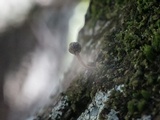 Mycena corticola image