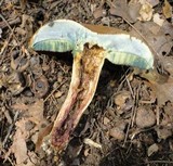 Boletus vermiculosoides image