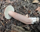 Xanthoconium purpureum image