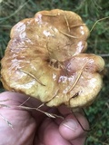 Suillus caerulescens image