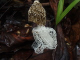 Phallus indusiatus image