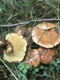 Suillus caerulescens image