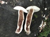 Xanthoconium purpureum image