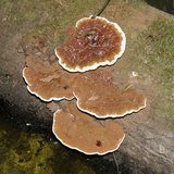 Ganoderma sessile image