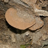 Ganoderma sessile image