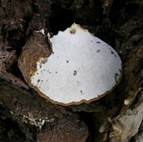 Ganoderma sessile image