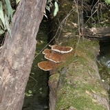 Ganoderma sessile image