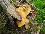 Xanthoconium affine image