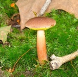 Aureoboletus auriporus image