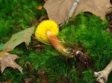 Aureoboletus auriporus image