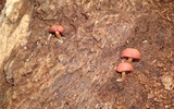 Callistosporium purpureomarginatum image