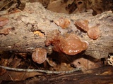 Auricularia angiospermarum image