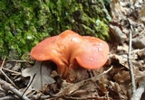 Fistulina hepatica image