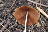 Conocybe apala image