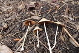 Conocybe apala image