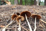 Conocybe apala image