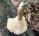 Lactarius sumstinei image