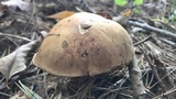Imleria badia image