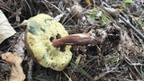 Imleria badia image