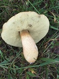 Leccinellum crocipodium image