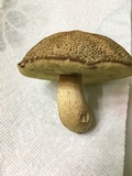 Leccinellum crocipodium image