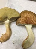 Leccinellum crocipodium image