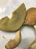 Leccinellum crocipodium image