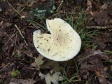 Amanita pubescens image