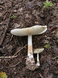 Amanita pubescens image