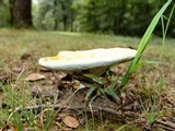 Ganoderma curtisii image