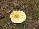 Ganoderma curtisii image