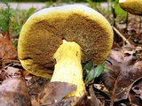 Boletus auripes image