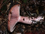 Lactarius subpurpureus image