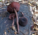 Inocybe tahquamenonensis image
