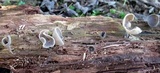Helvella macropus image