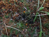 Neottiella vivida image